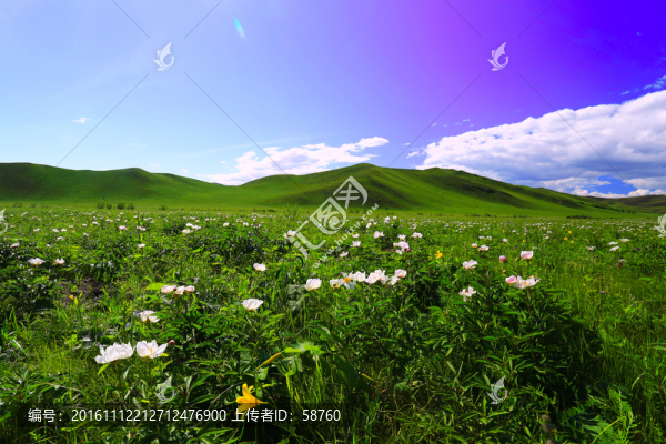 牧場芍藥花