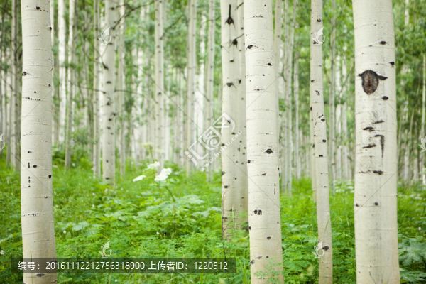 高大白楊林