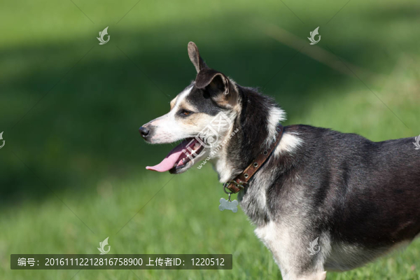 狗的肖像