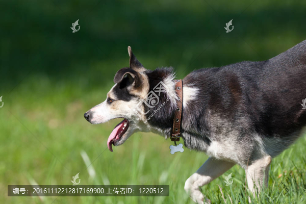 狂吠的狗