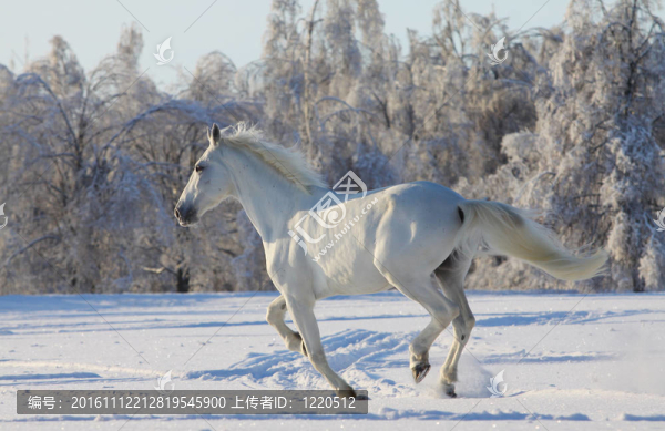 白雪中的白馬