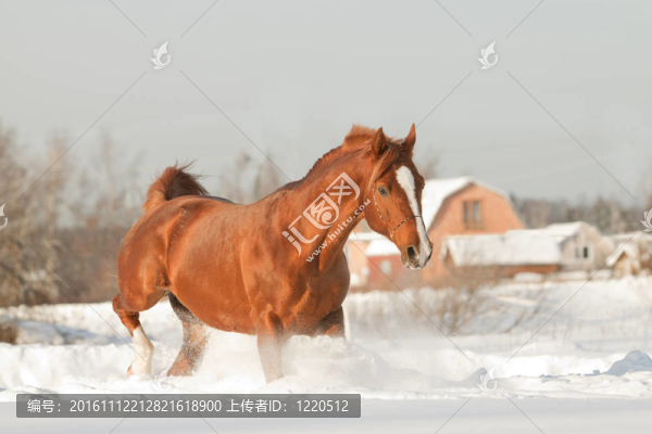 阿拉伯種馬