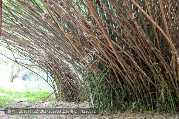 公園里的竹子