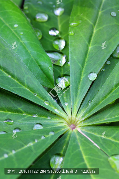 綠葉上的水滴