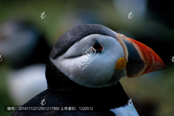 靠近海雀