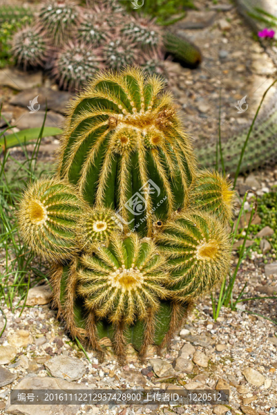 仙人掌-匯圖網(wǎng) www.fosd68.com 仙人掌