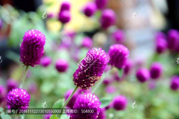 圓仔花