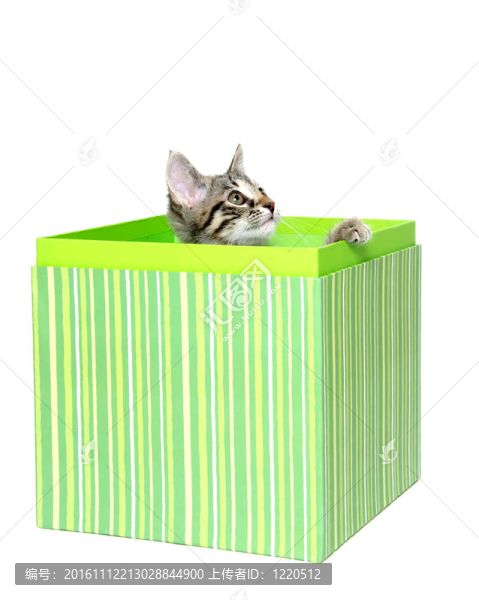 可愛的虎斑貓在盒子里