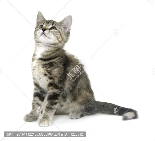 可愛的虎斑貓?jiān)诎咨尘? title=