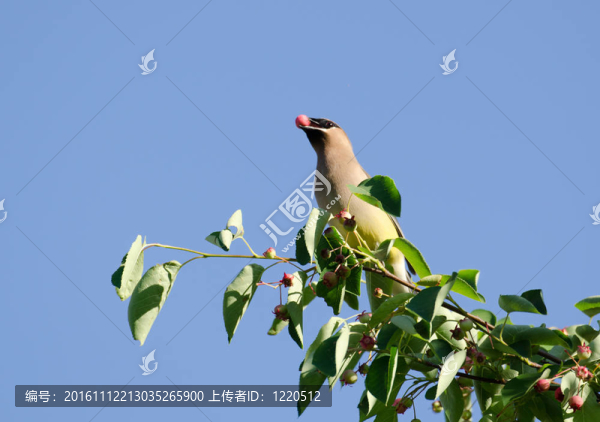 雪松太平鳥吃漿果