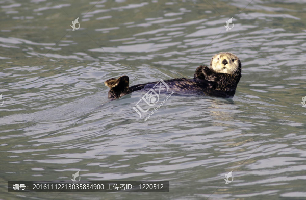 在復(fù)活灣的海獺