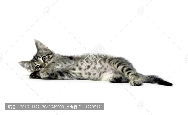 虎斑貓?jiān)诎? title=