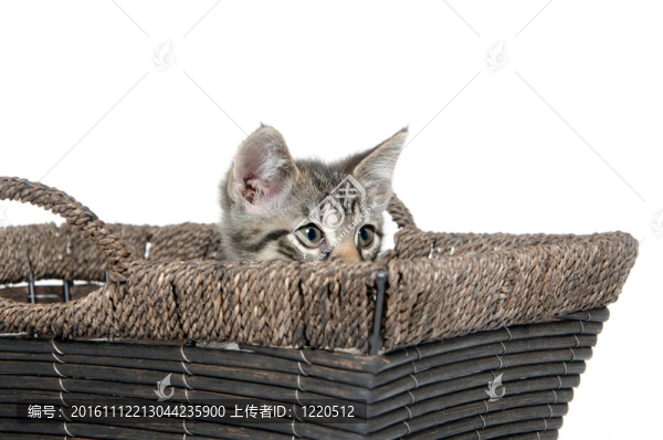 可愛的虎斑小貓?jiān)诨@子里