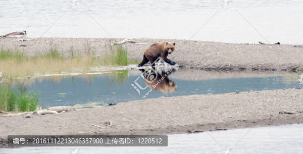 阿拉斯加棕熊在湖邊散步