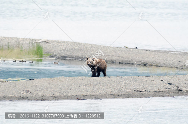 阿拉斯加棕熊在湖邊散步