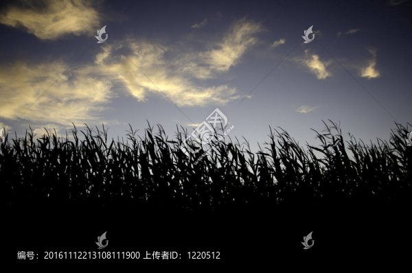 玉米秸稈映襯著藍天的晚上