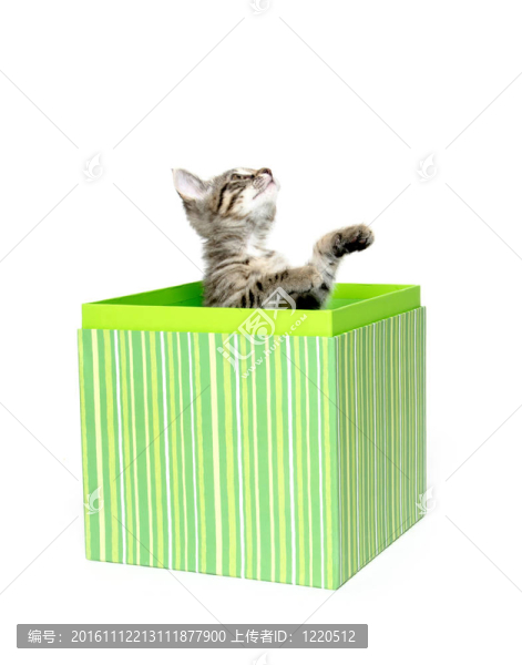可愛的虎斑貓在盒子里