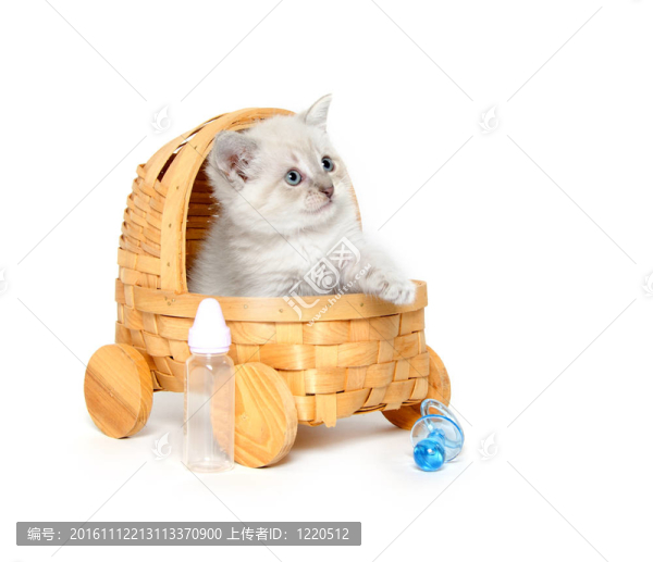 可愛的小貓在童車