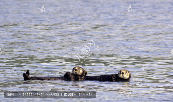 在復活灣的海獺