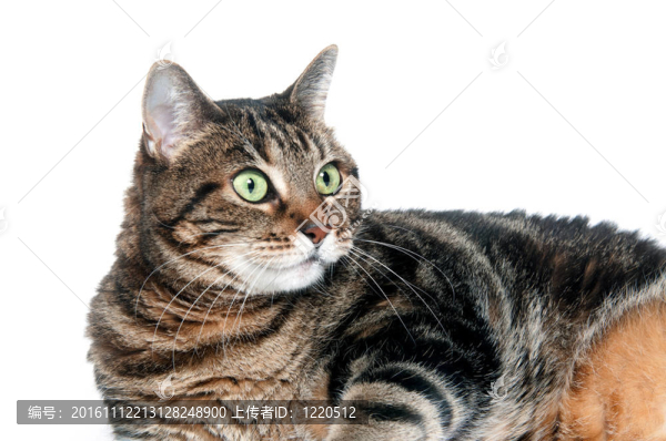成年虎斑貓臉
