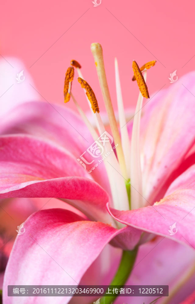 彩色背景的粉紅色百合花束