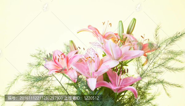 彩色背景的粉紅色百合花束
