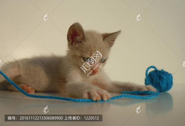 小貓和紗