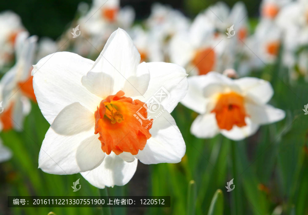 花園里的水仙
