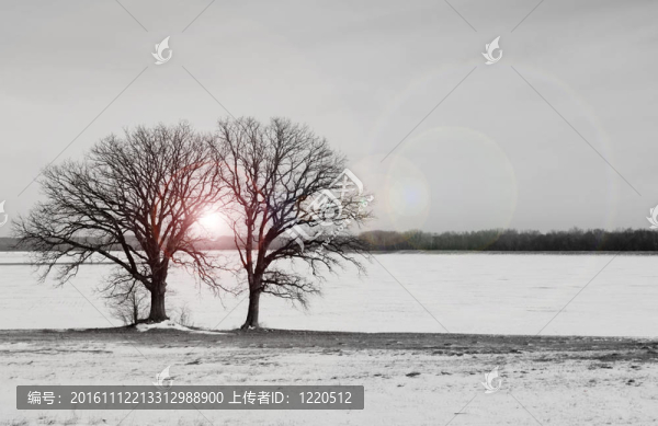 兩棵樹