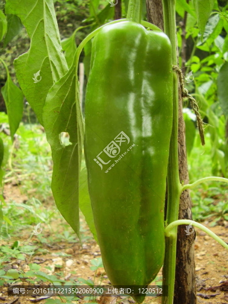 大Ripening,Sweet,Pepper