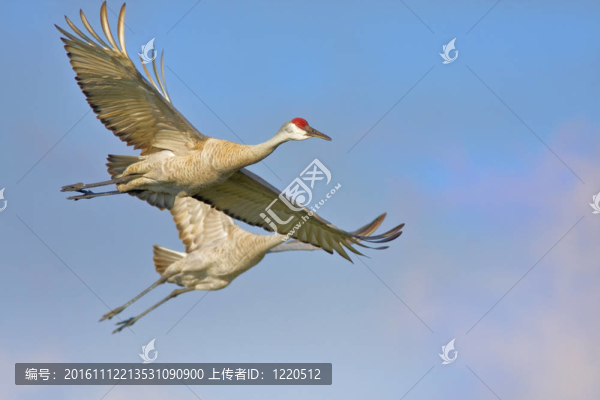 佛羅里達(dá)州鳥