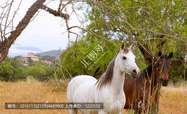棕色和白色的馬略卡島的地中海領(lǐng)域的馬
