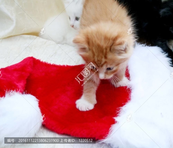 Santa帽子上的小貓