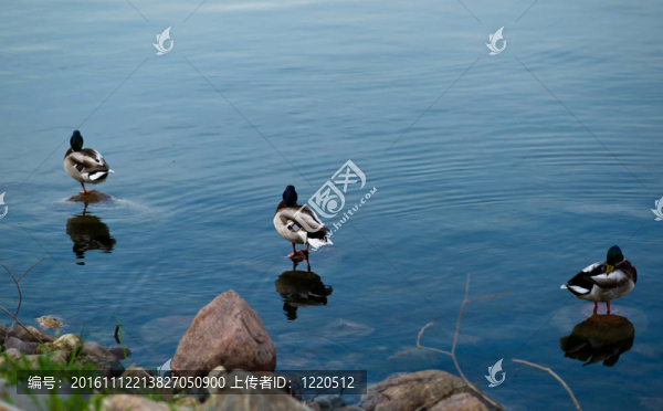 三只鴨子。在水中的倒影。
