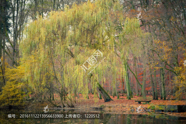 秋天公園里的池塘
