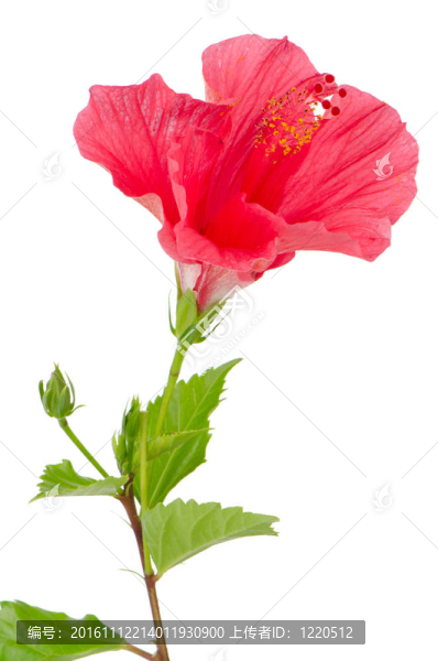 美麗的粉紅色的芙蓉花