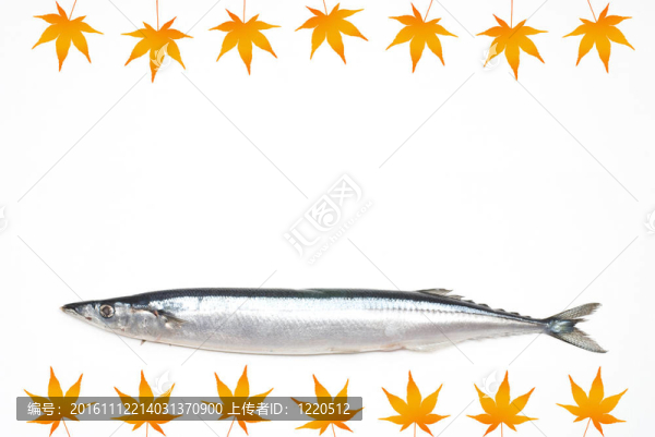 楓葉圖片魚