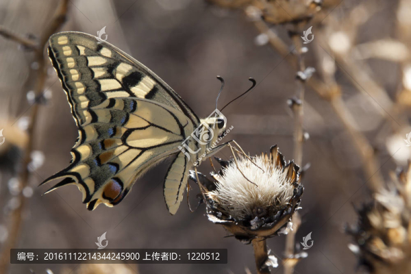金鳳蝶