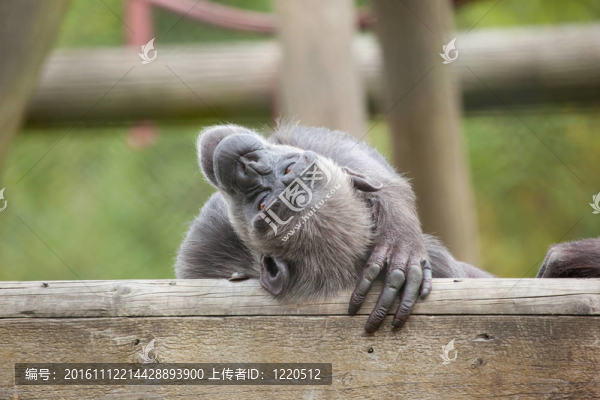 黑猩猩懶洋洋的
