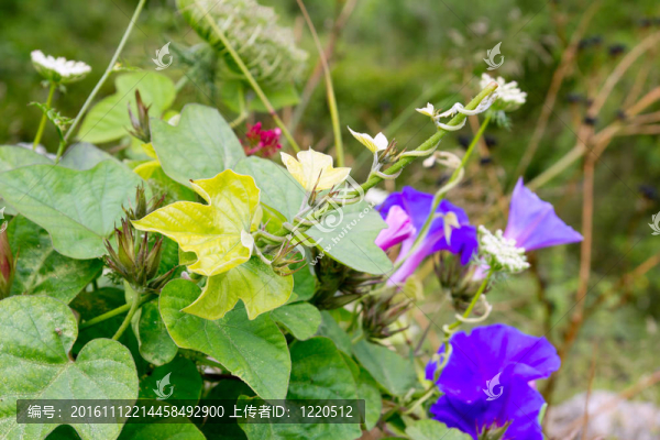 粉紅色紫色I(xiàn)pomea花牽牛