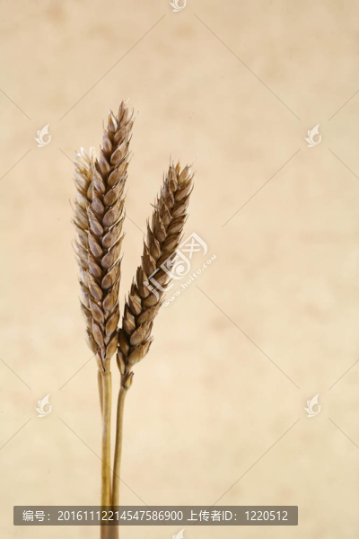 小麥背景