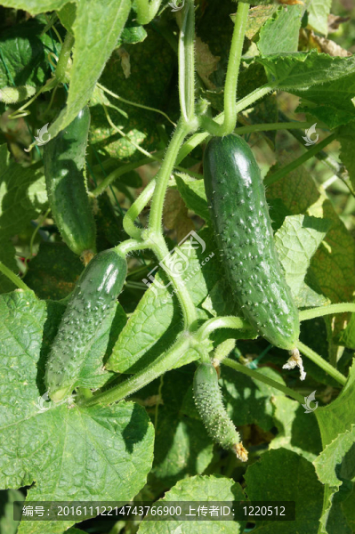 花園里的成熟黃瓜