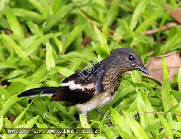 可愛的Magpie,Robin