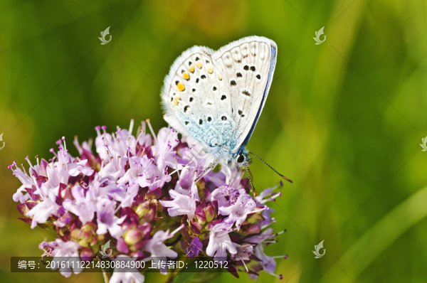 常見的藍(lán)色；Polyommatus伊卡洛斯