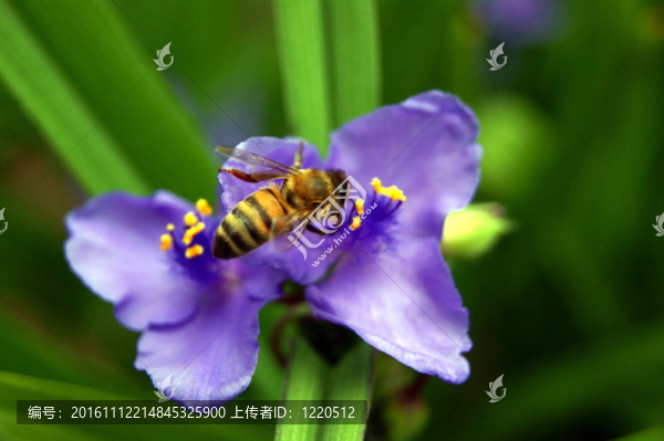 蜜蜂