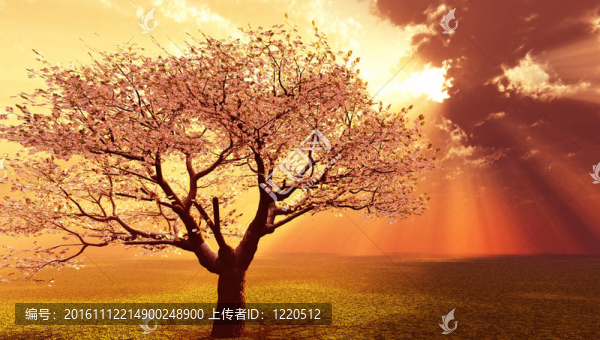 上帝的光芒