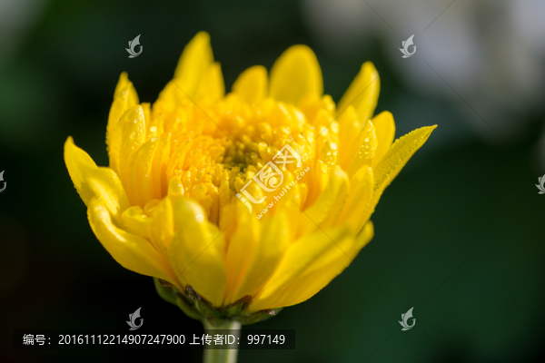 菊花