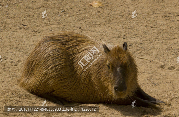 水豚-匯圖網(wǎng) www.fosd68.com 水豚