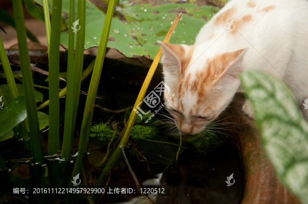 小貓咪