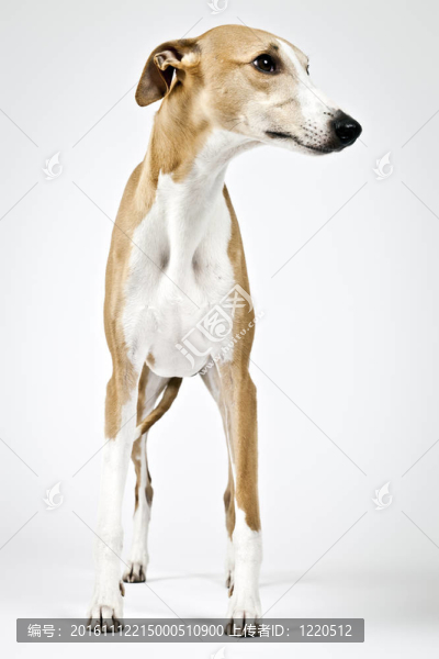 惠比特犬